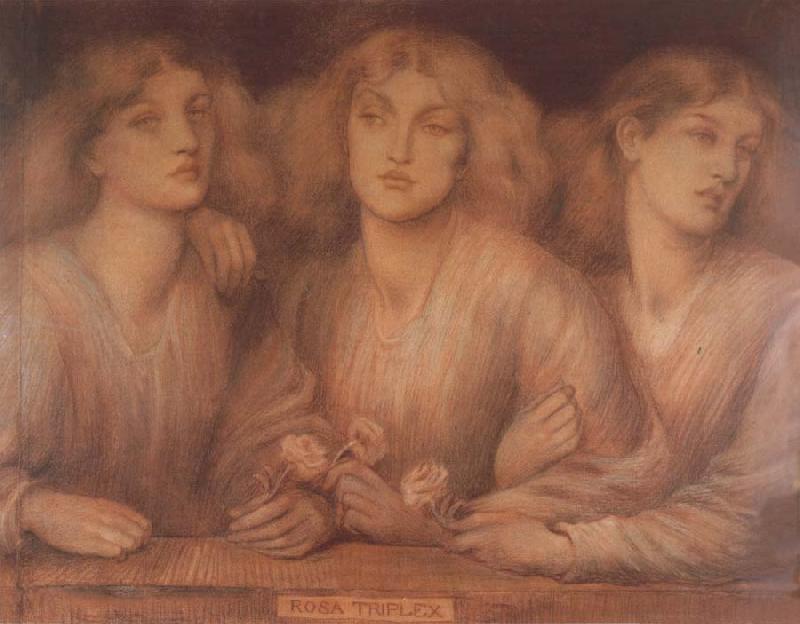Dante Gabriel Rossetti Rosa Triplex oil painting image
